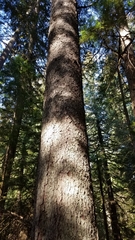 Picea sitchensis