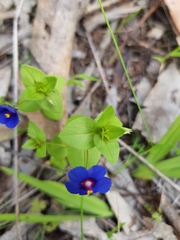 Lysimachia arvensis caerulea