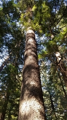 Picea sitchensis