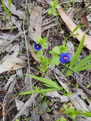 Lysimachia arvensis caerulea