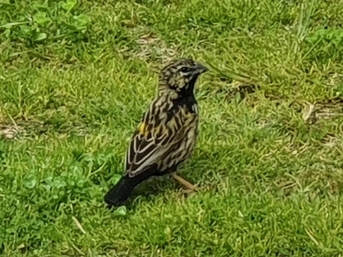 Yellow Bishop (Euplectes capensis), photo 2