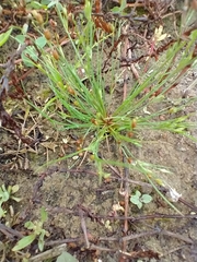 Juncus bufonius