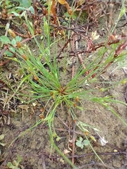 Juncus bufonius