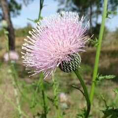 Cirsium nuttallii