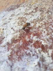 Apis mellifera