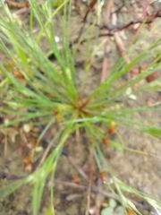 Juncus bufonius