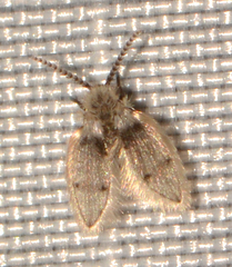 Psychodinae