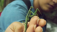 Stagmomantis carolina