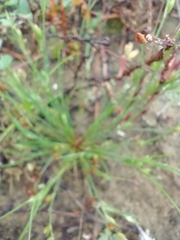 Juncus bufonius
