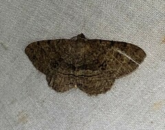 Melanolophia canadaria