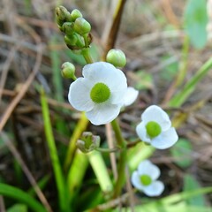 Sagittaria graminea