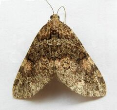 Hydriomena catalinata