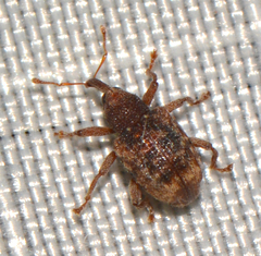 Conotrachelus posticatus
