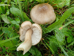Entoloma prunuloides