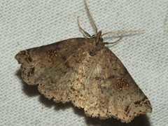 Lithilaria proestans