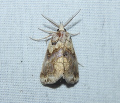 Plusiodonta compressipalpis