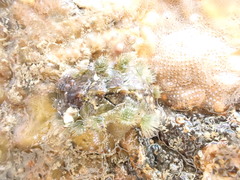 Acanthochitona zelandica