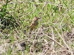 Mirafra javanica