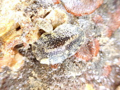 Onchidella nigricans