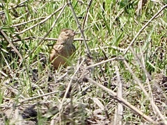 Mirafra javanica