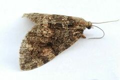 Hydriomena catalinata