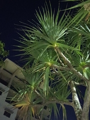Pandanus utilis