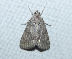 Eubolina impartialis