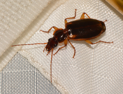 Cymindis limbata