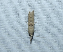 Macrorrhinia endonephele