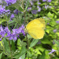 Eurema mandarina