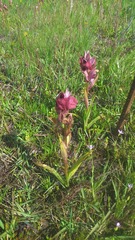 Serapias cordigera