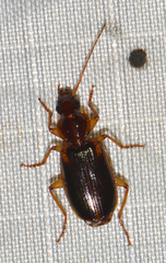 Cymindis limbata