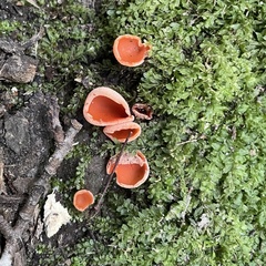 Sarcoscypha austriaca