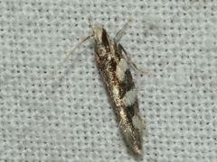 Macrobathra astrota
