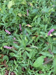 Persicaria longiseta