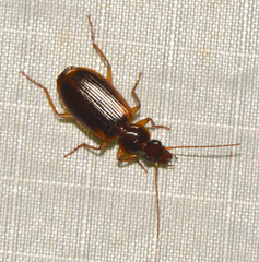 Cymindis limbata