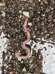 Lumbricus