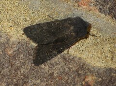 Aporophyla lutulenta