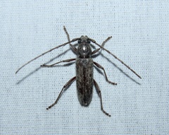 Elaphidion mucronatum
