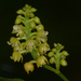Yellow Helmet Orchid - Photo (c) jorgedangel, some rights reserved (CC BY-NC), uploaded by jorgedangel