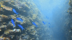 Chromis viridis