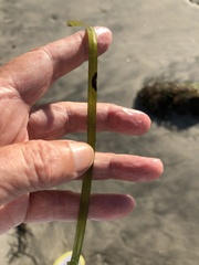Zostera marina