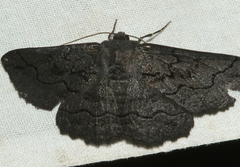 Melanodes anthracitaria