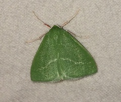 Synchlora faseolaria
