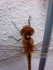 Pantala flavescens