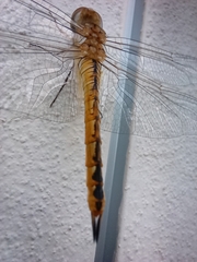 Pantala flavescens