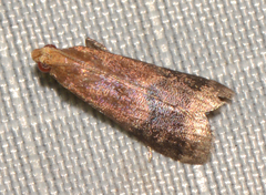 Eulogia ochrifrontella