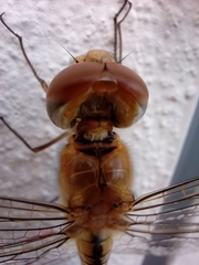 Pantala flavescens