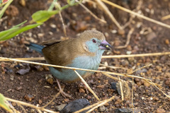 Uraeginthus bengalus
