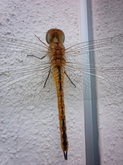 Pantala flavescens